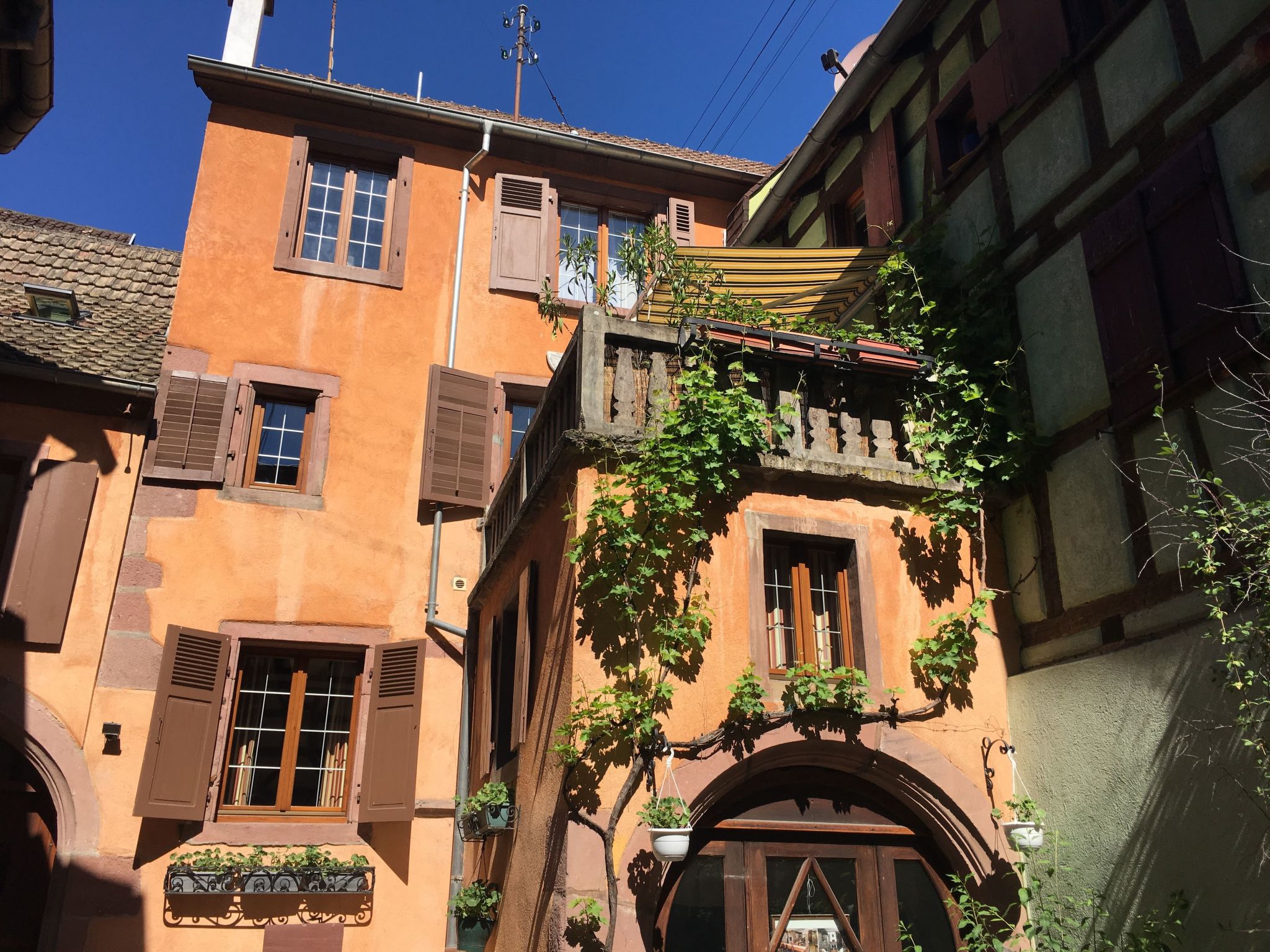 Arp in Reichenweier-Binnen