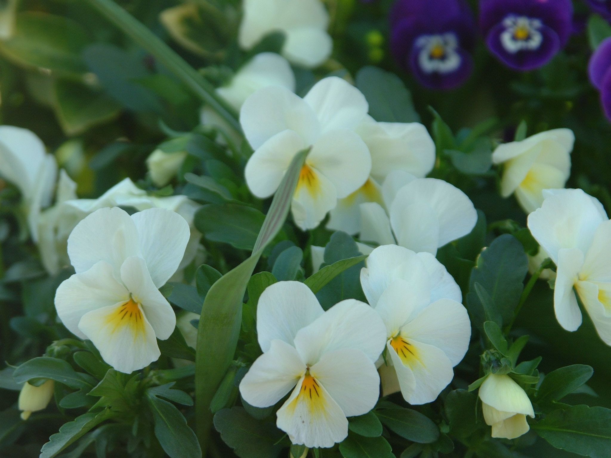 Apartment Le Jardin mit Privatparkplatz-Buiten