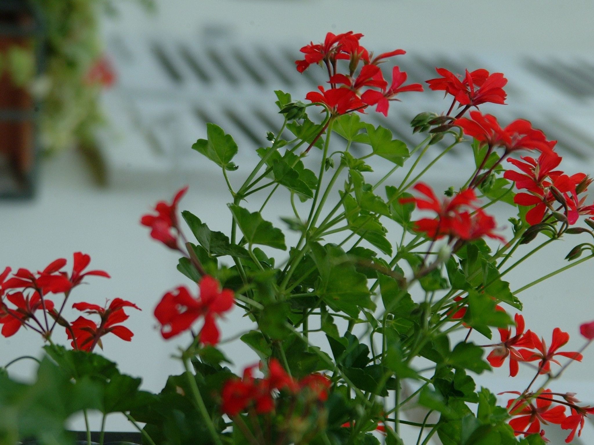 Apartment Le Jardin mit Privatparkplatz-Image-tags.info