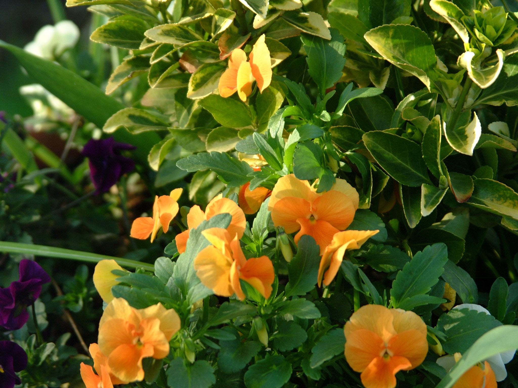 Apartment Le Jardin mit Privatparkplatz-Image-tags.info