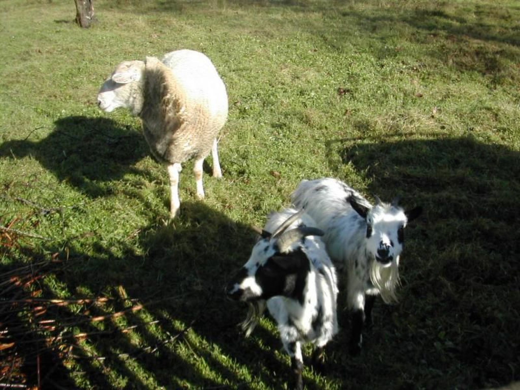 Steinhaus in ländlicher Umgebung mit Pool-Binnen