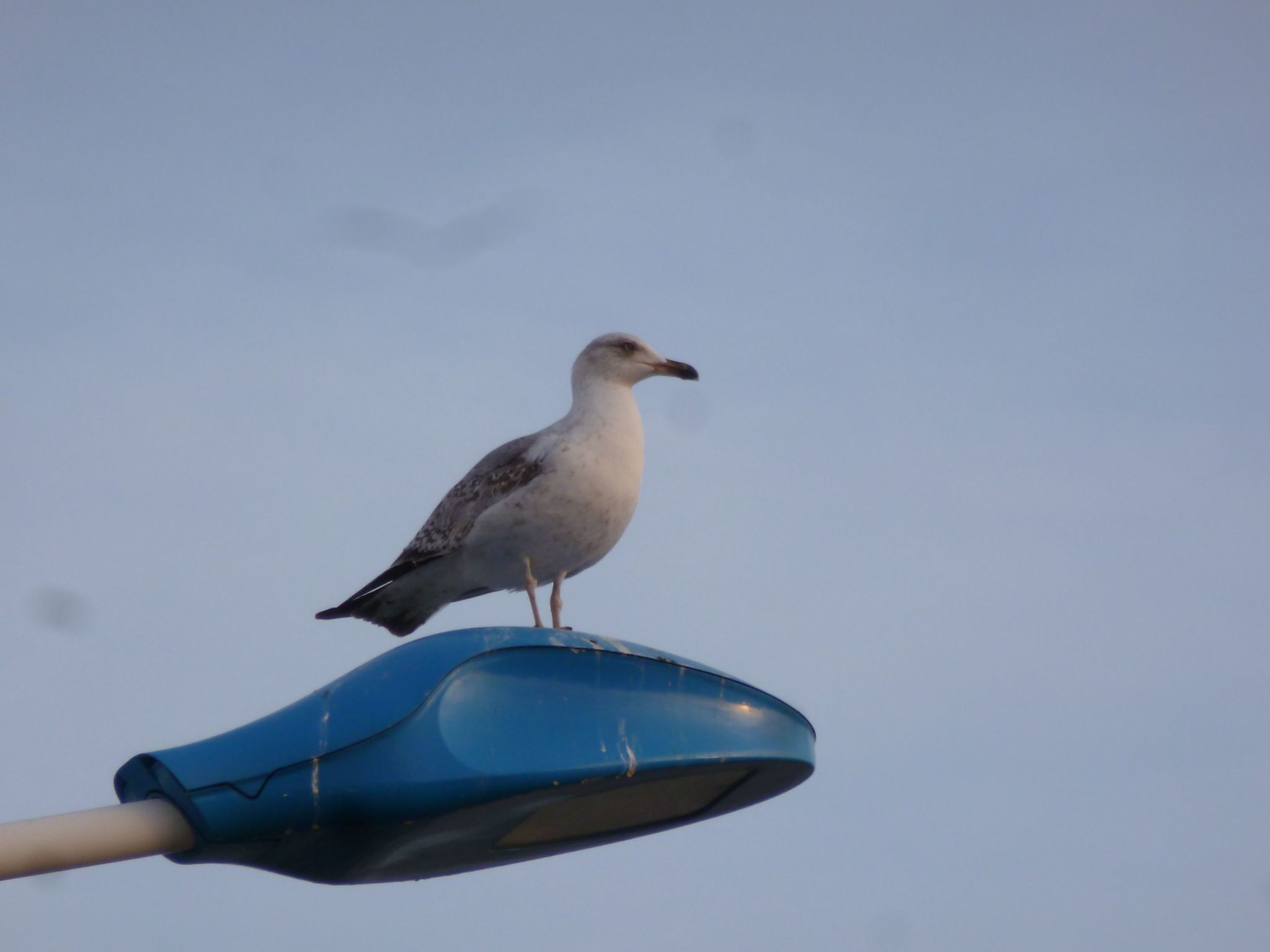 Photo of SAISONALE VERMIETUNG: DIE PERGOLA AM STRAND.