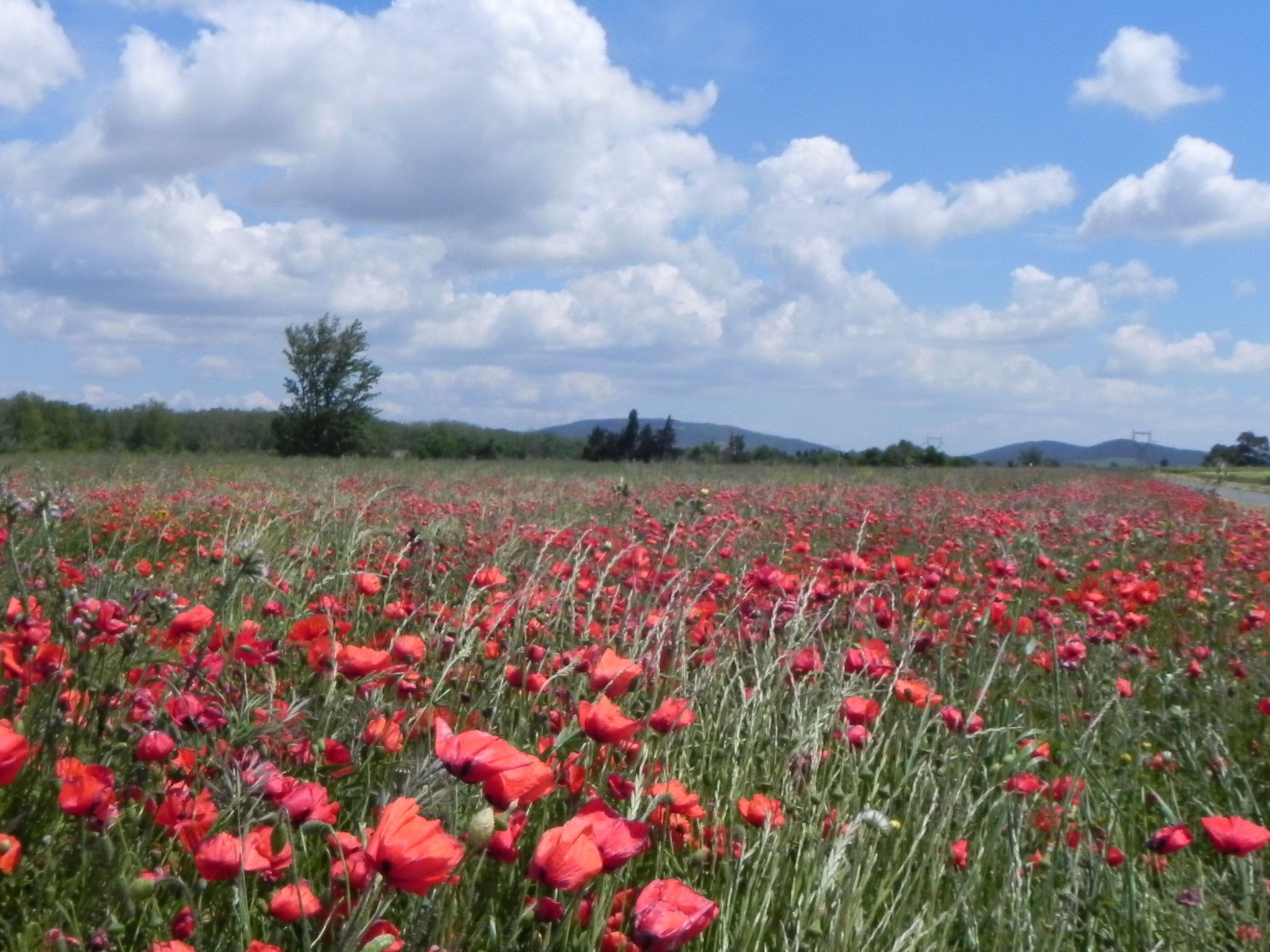 Photo of Residence du Grazel