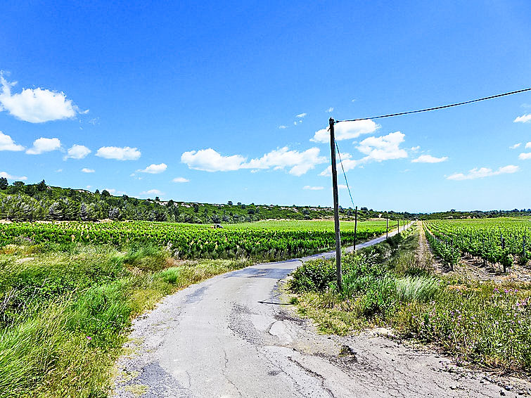 Photo of Les Vendanges