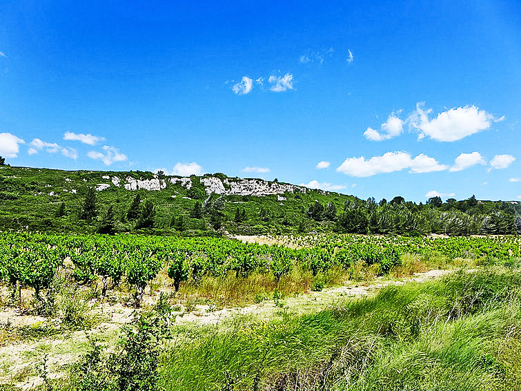 Photo of Les Vendanges