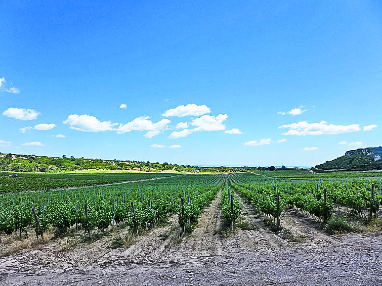 Photo of Les Vendanges