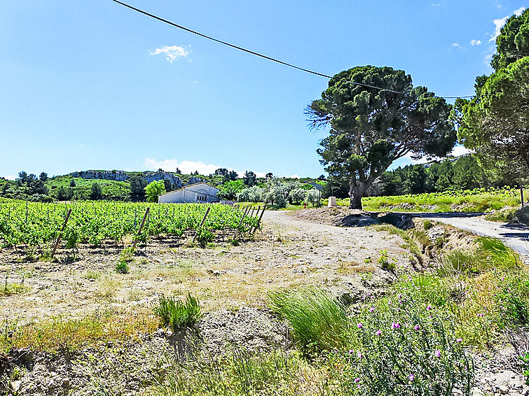 Photo of Les Vendanges