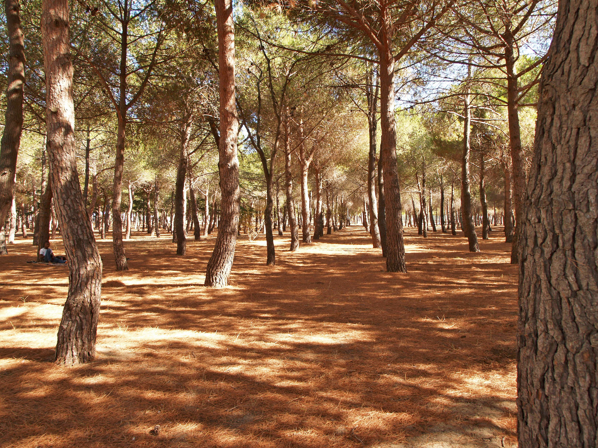 Appartement Les Pins Parasols – Ambiance, photo 13 sur 26
