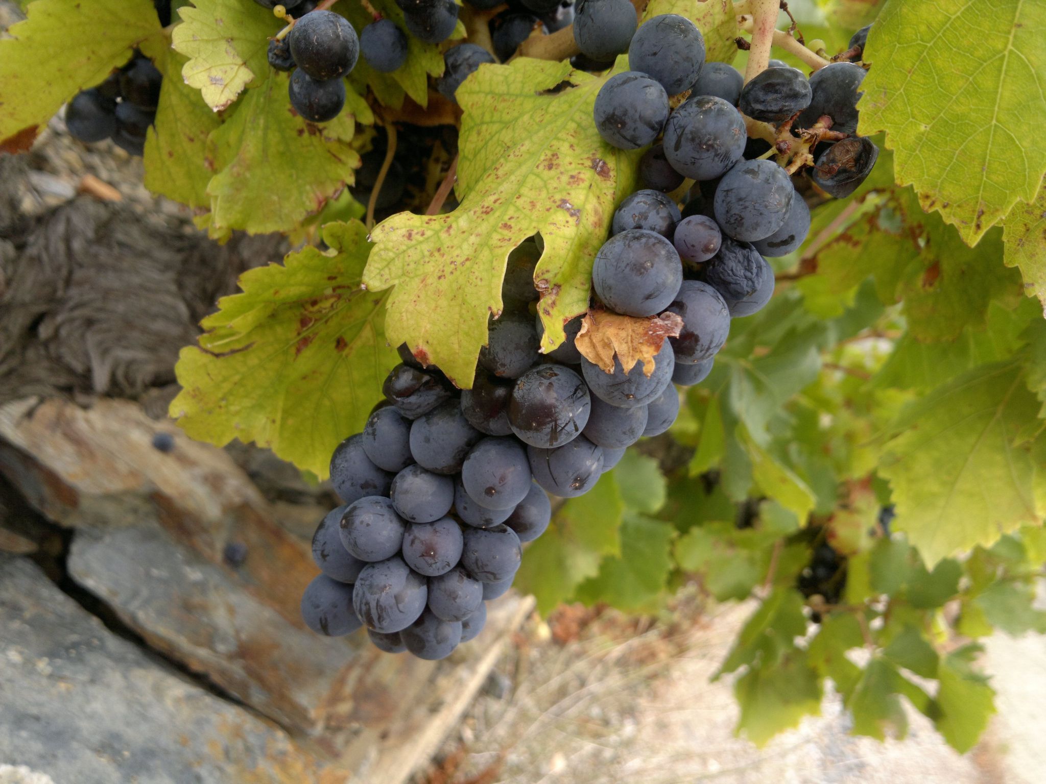 Kleines Studio mit tollem Blick auf das Meer-Image-tags.info