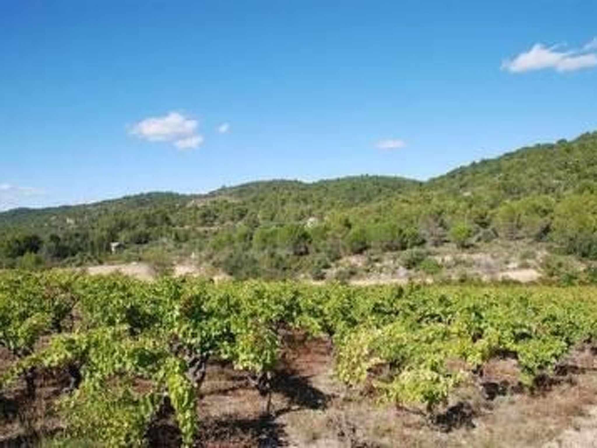 Die kleine Zikade-Dedans