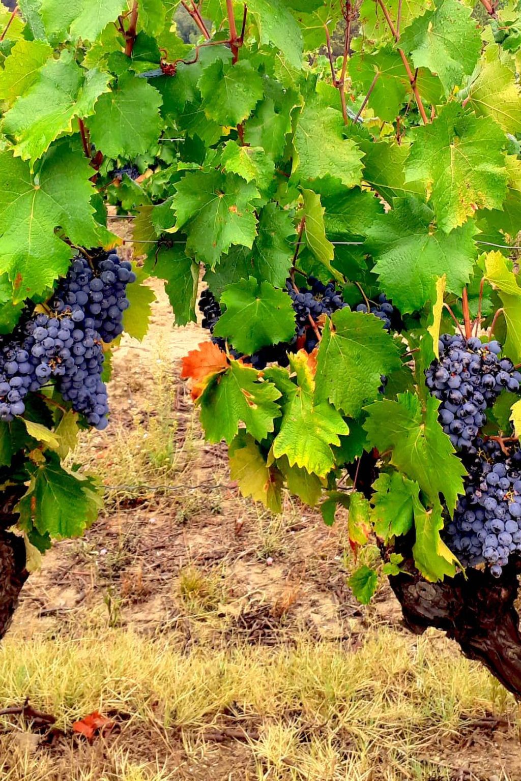 In La Livinière mit Großer Terrasse-Inside