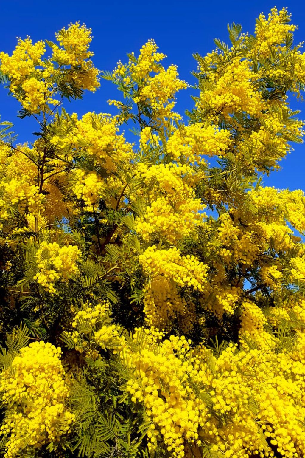 In La Livinière mit Großer Terrasse-Inside