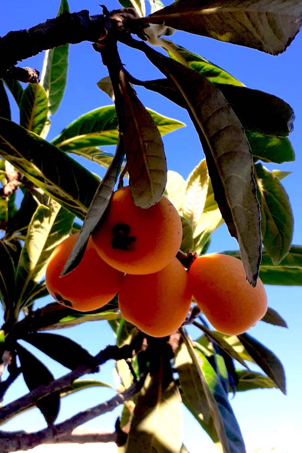In La Livinière mit Großer Terrasse-Inside