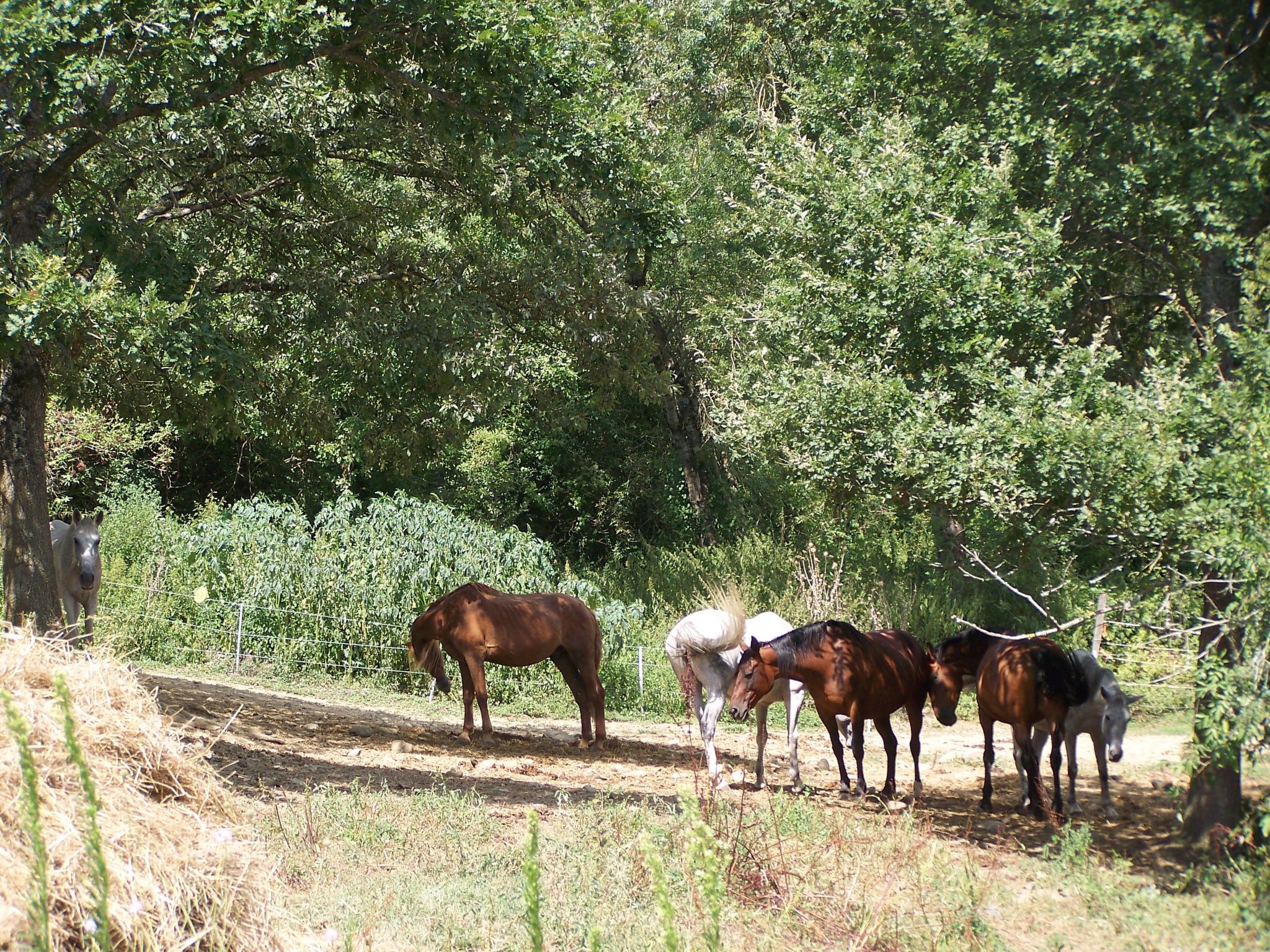 Luxuriöses Ferienhaus mit mehreren Terrassen-Binnen