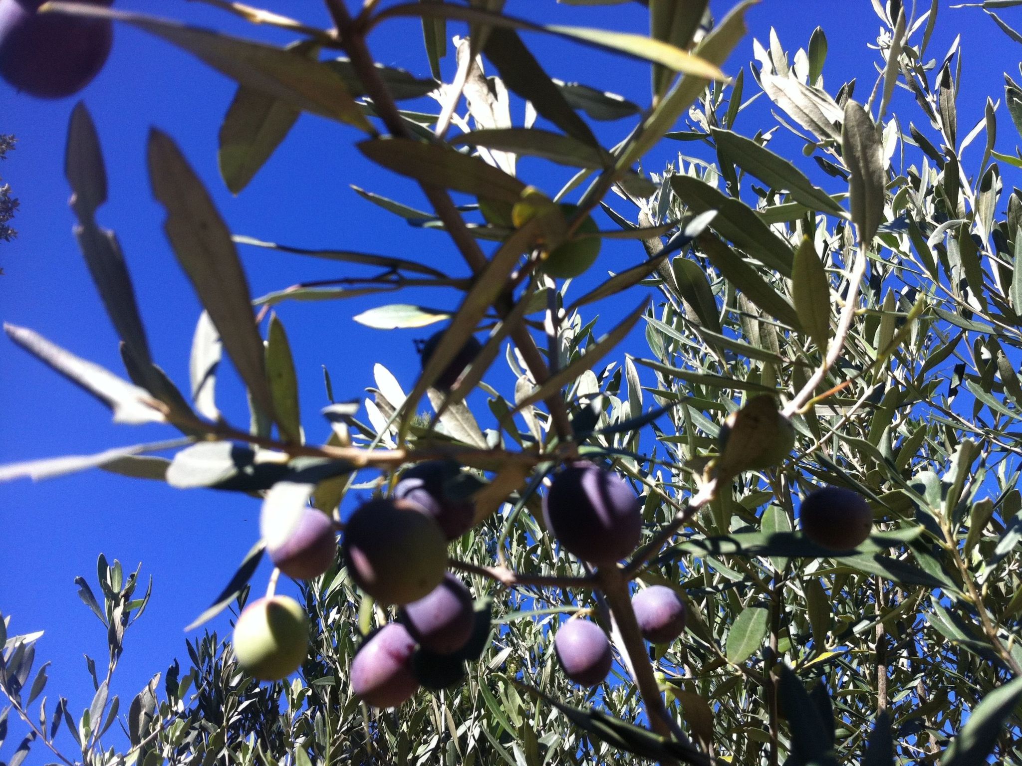 À l'abri du Mistral-Dedans