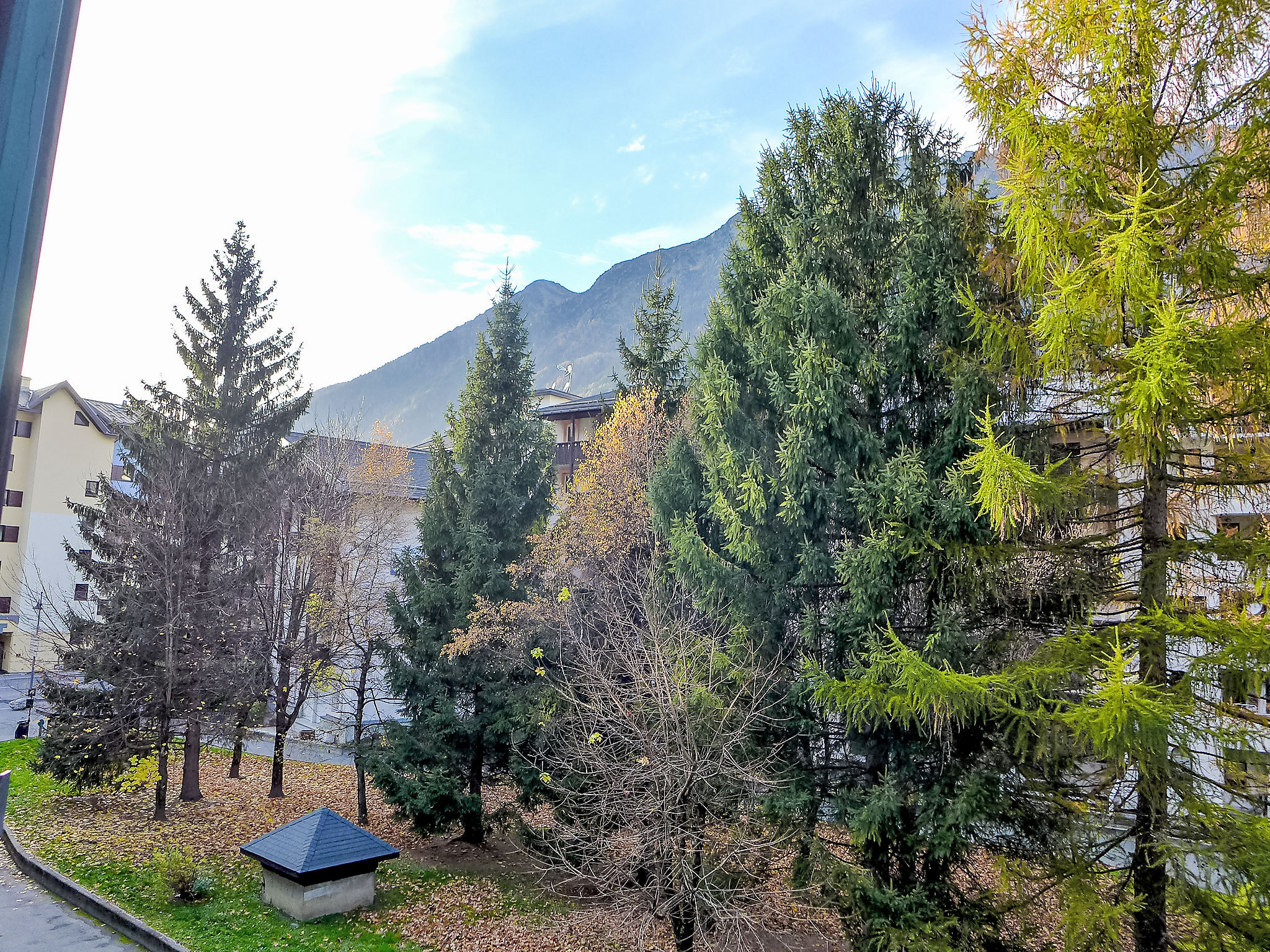 Photo of Jonquilles