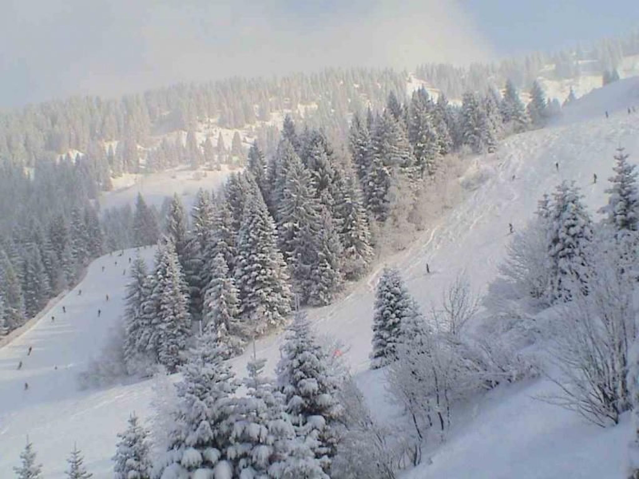 Photo of "Jardin Alpin