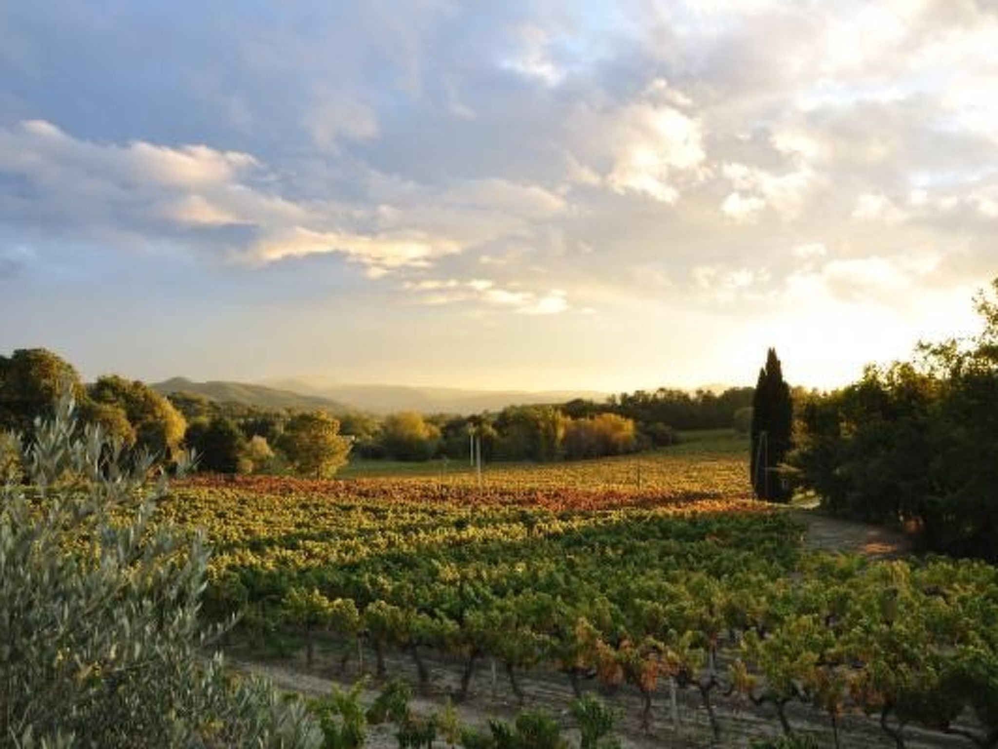 "Haus der Olivenbäume"-Binnen