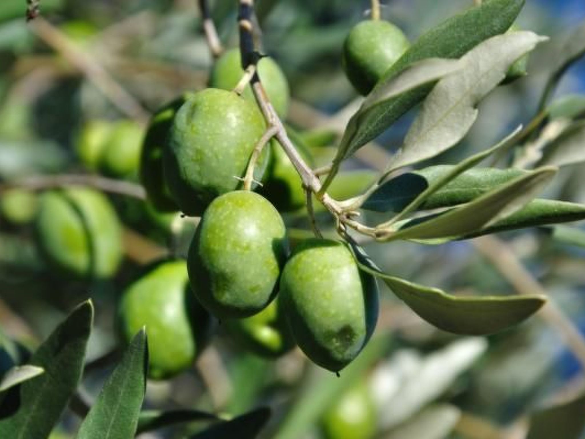 "Haus der Olivenbäume"-Binnen