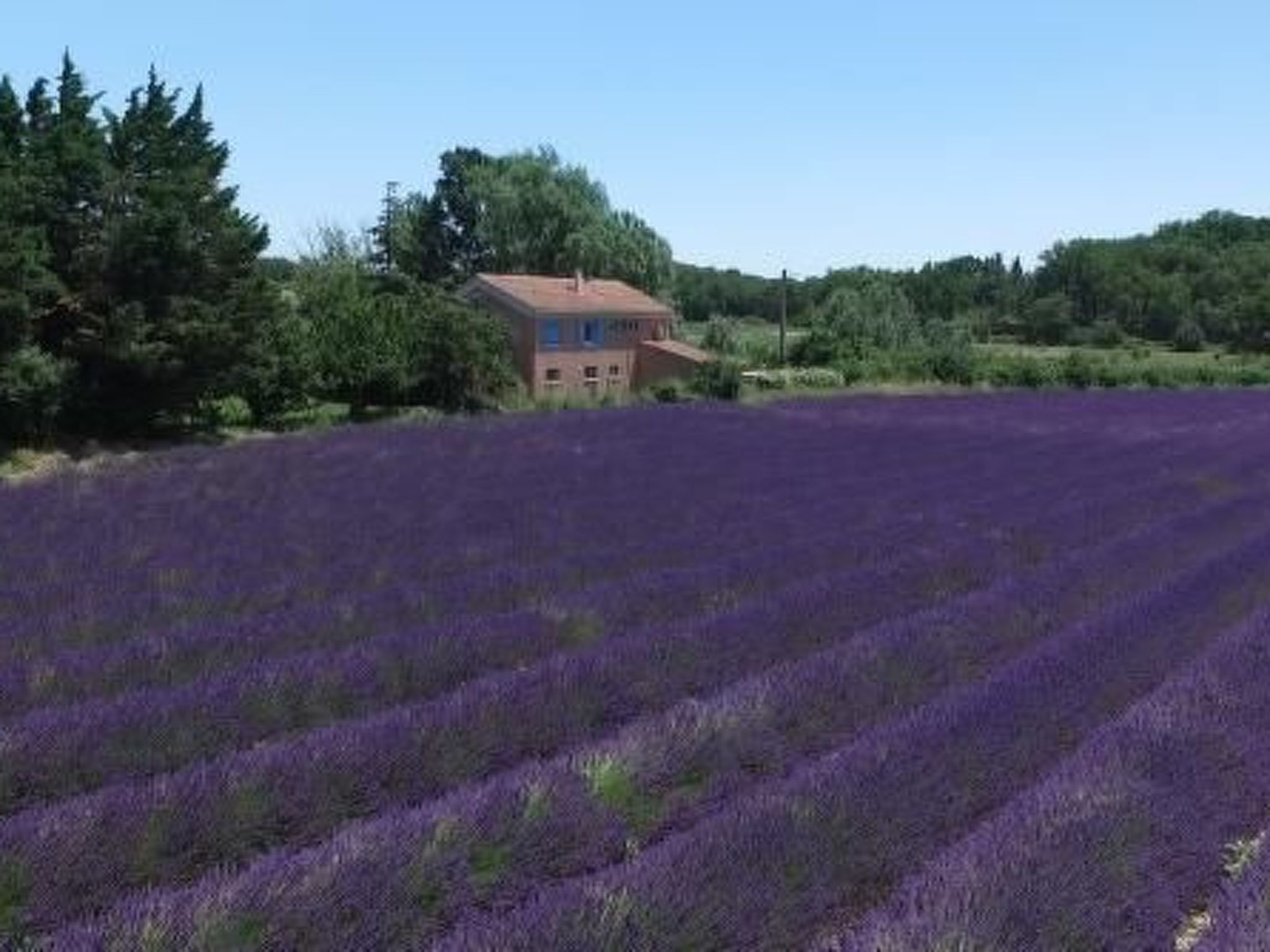 "Haus der Olivenbäume"-Binnen