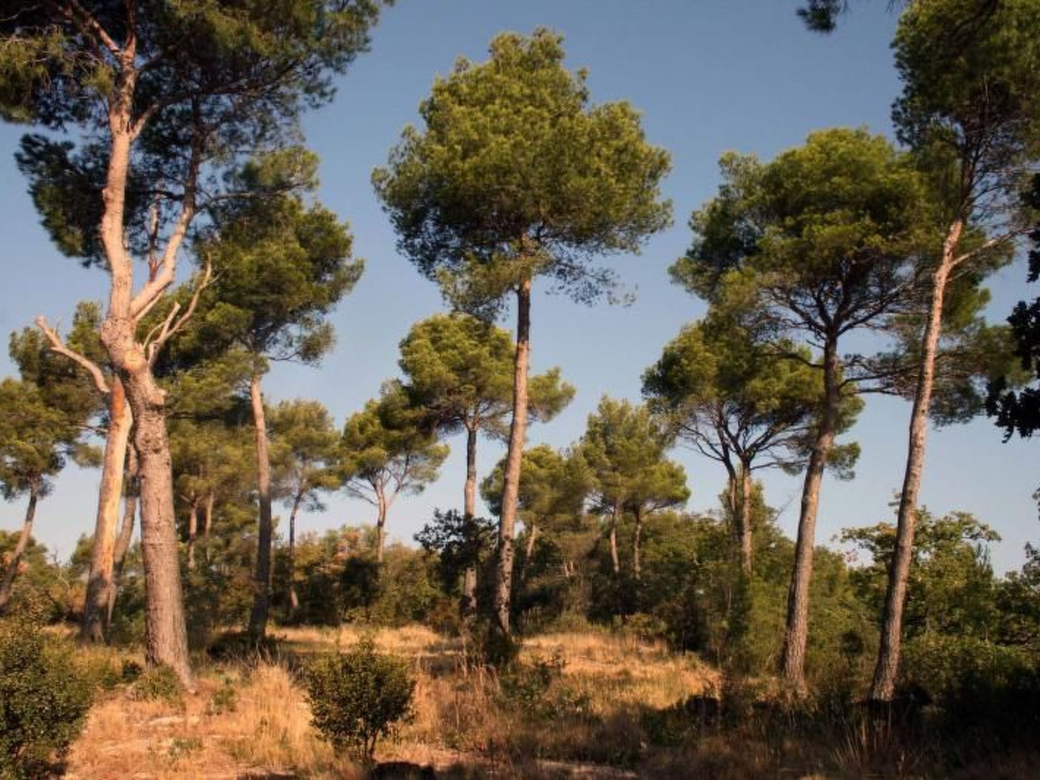 Photo of La Ribelle en Provence - Lou recati
