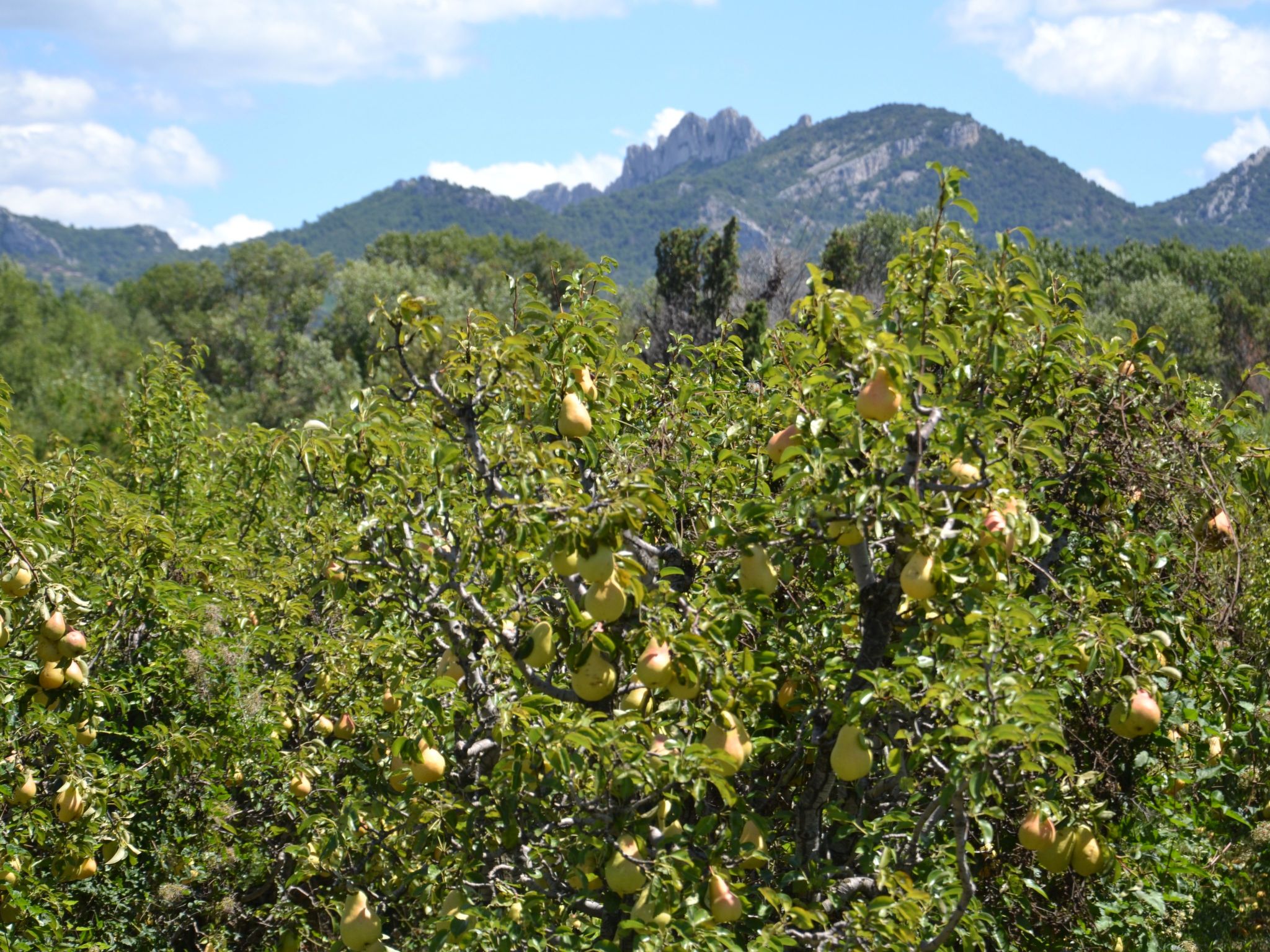 Charmantes Bauernhaus in der Provence-Binnen