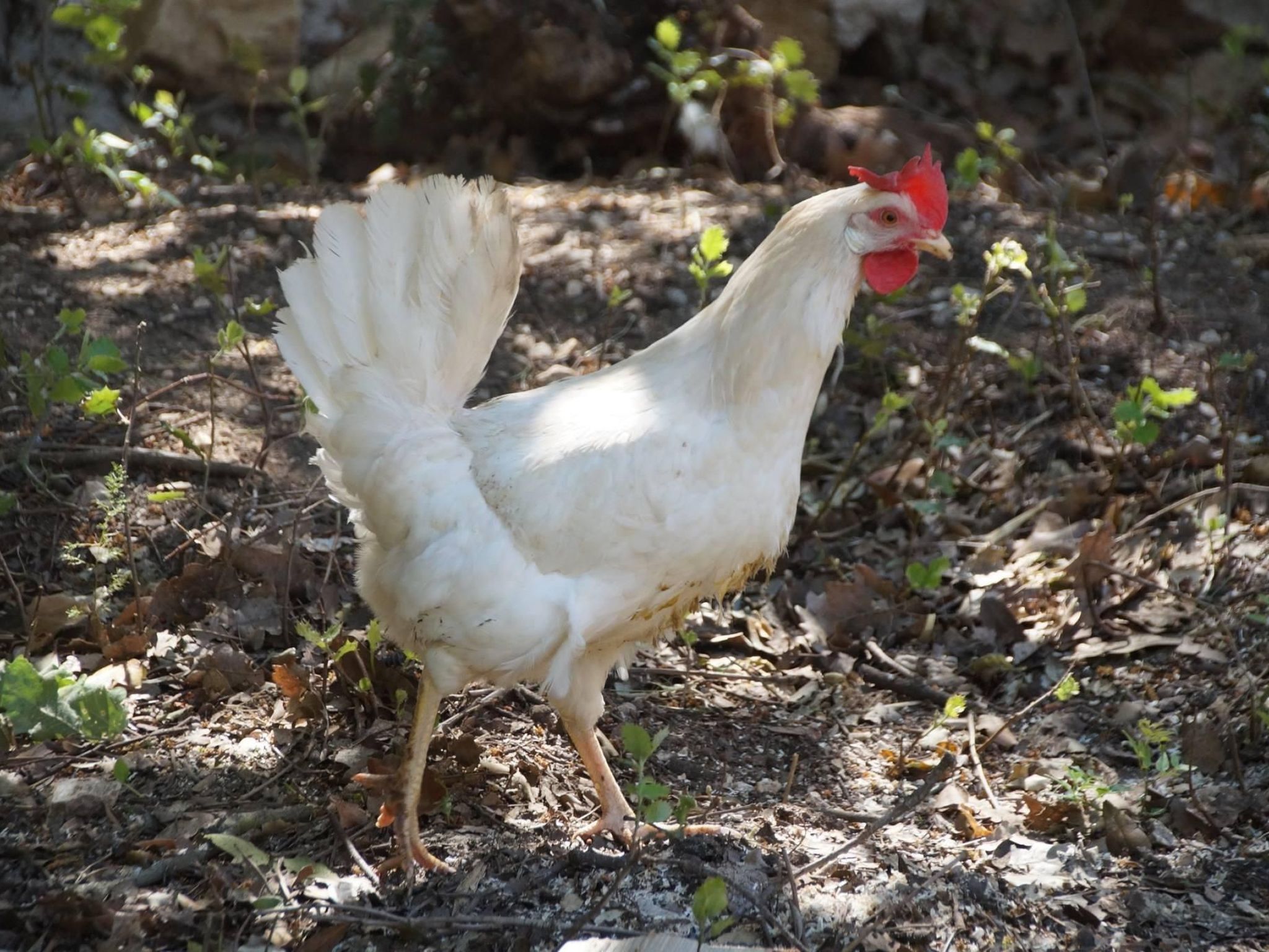 Studiowohnung mit Terrasse - Pool, Tennis, Bouleplatz-Image-tags.info