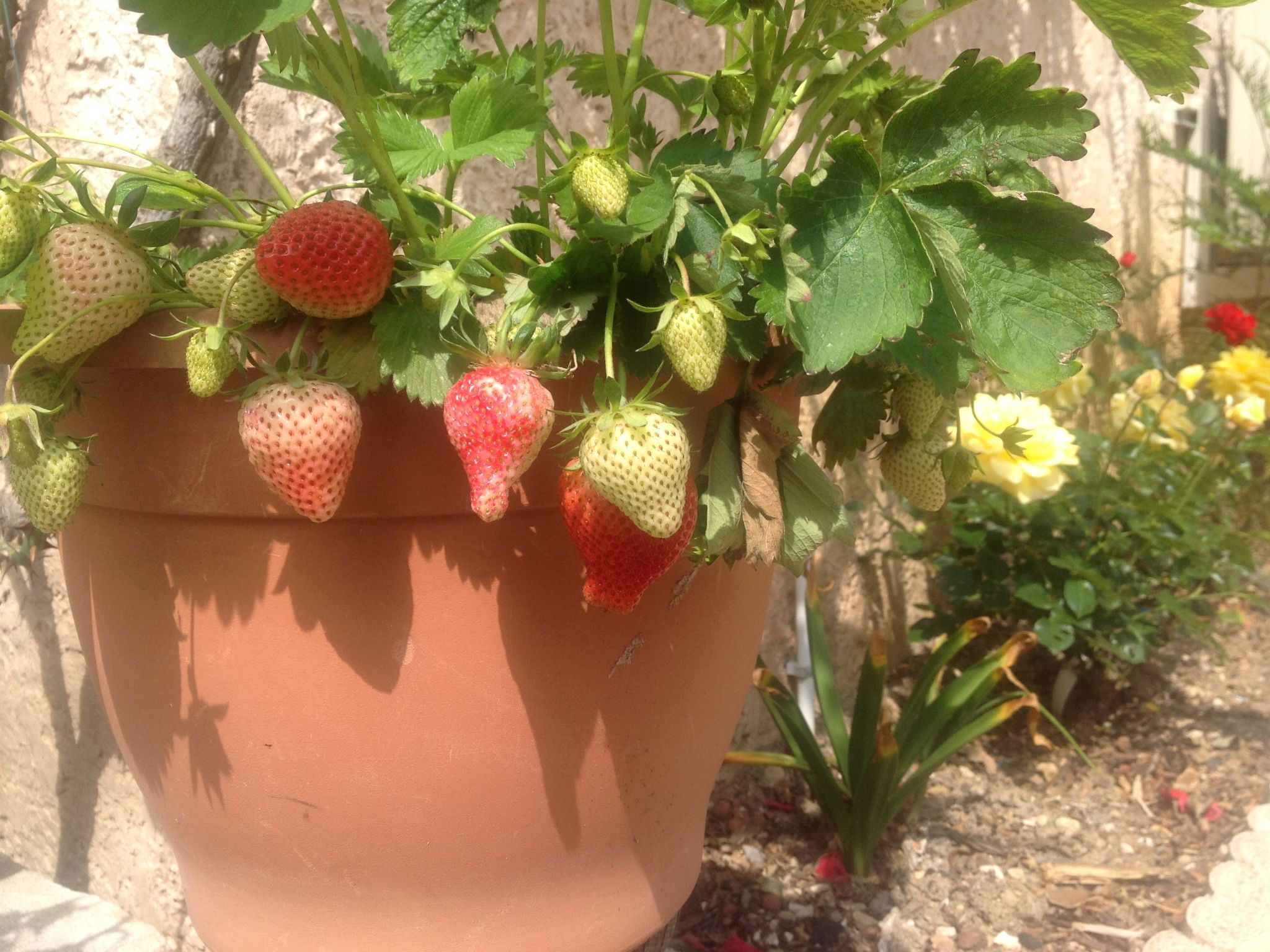 Mimet la diote, Ausflug in die Sonne und in die Ruhe-Binnen