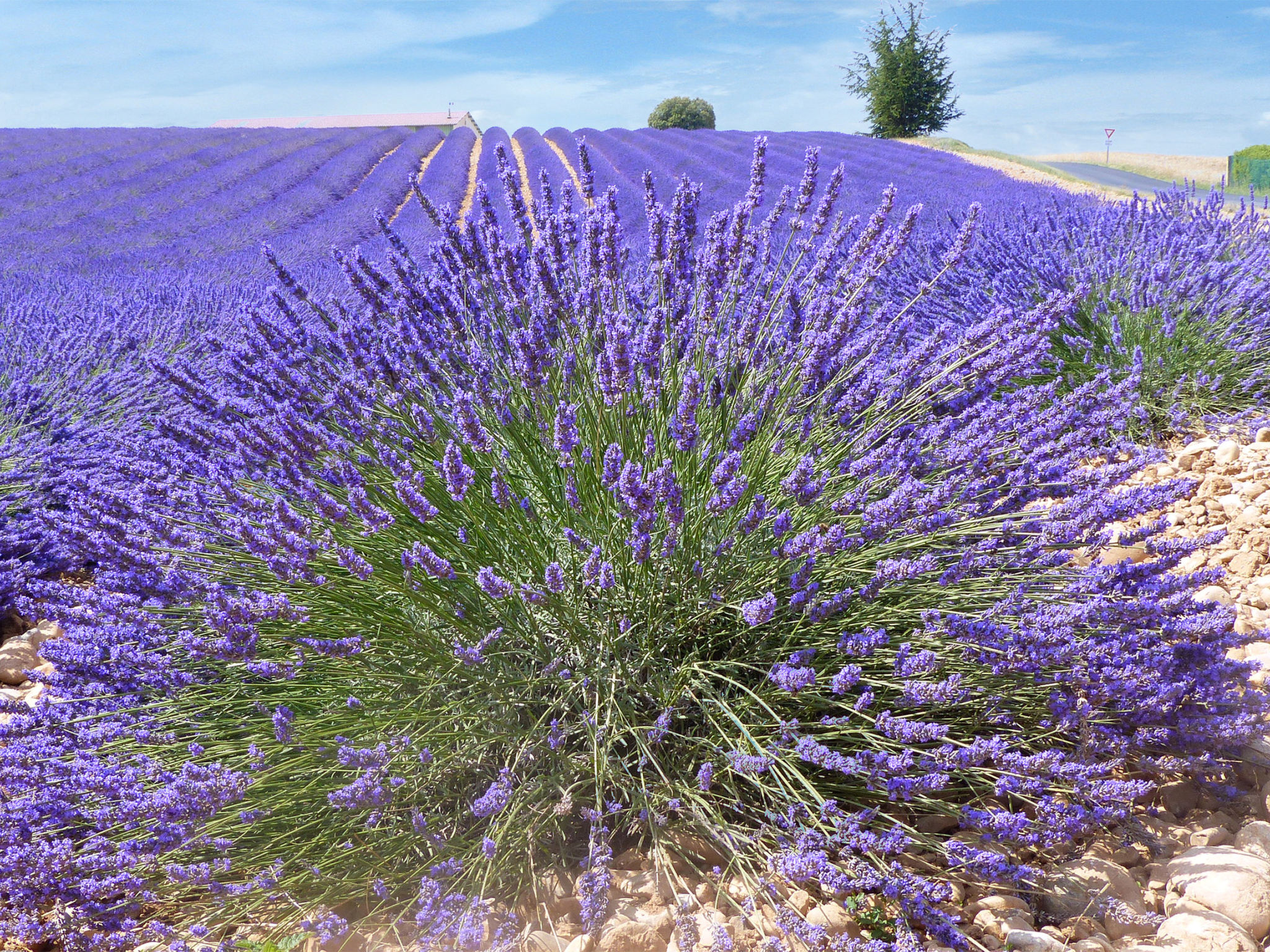 Wohnung mit Seeblick