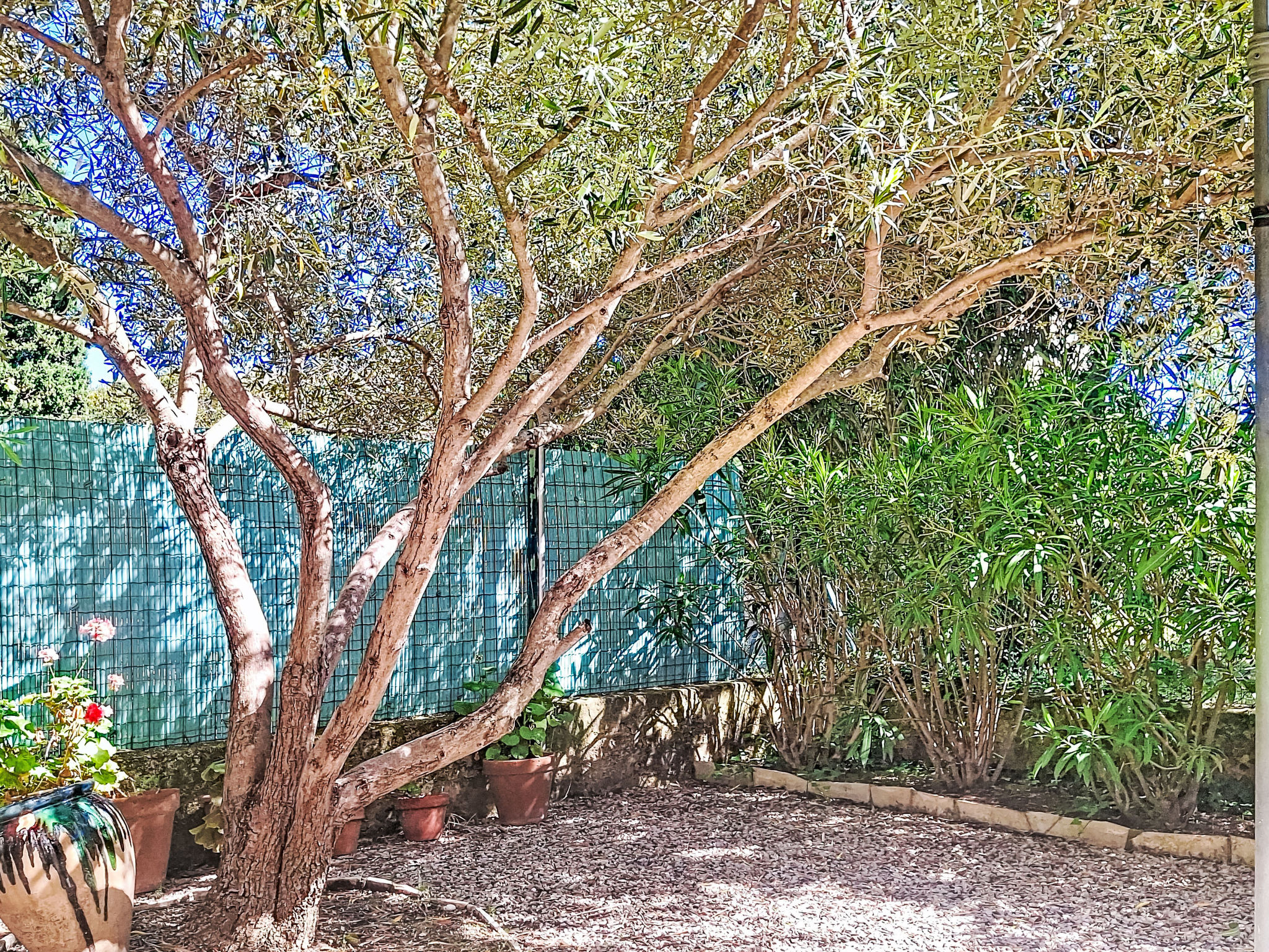 Villa le Cédre 17 - Buiten