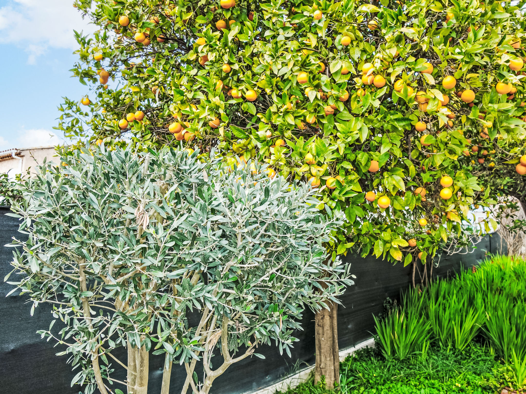 Photo of Mont des oiseaux
