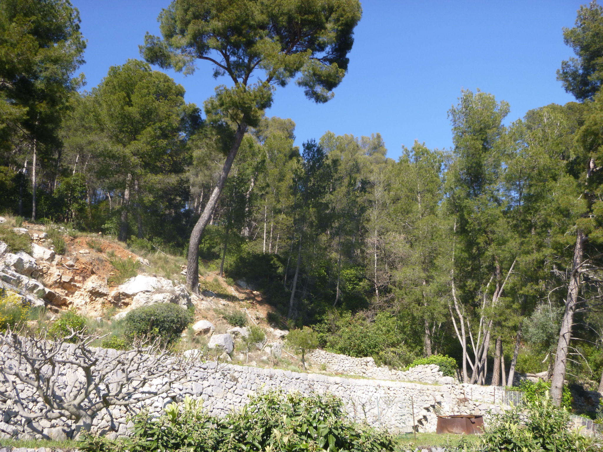 Photo of Les Oliviers