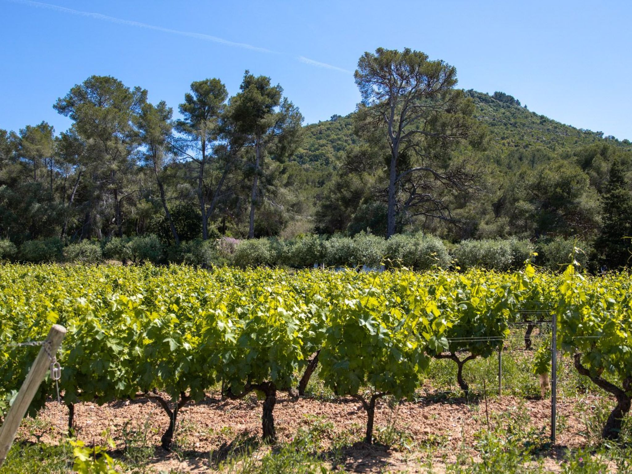 Photo of im Herzen der Weinberge, große Terrasse mit atemberaubendem Blick auf das Meer,