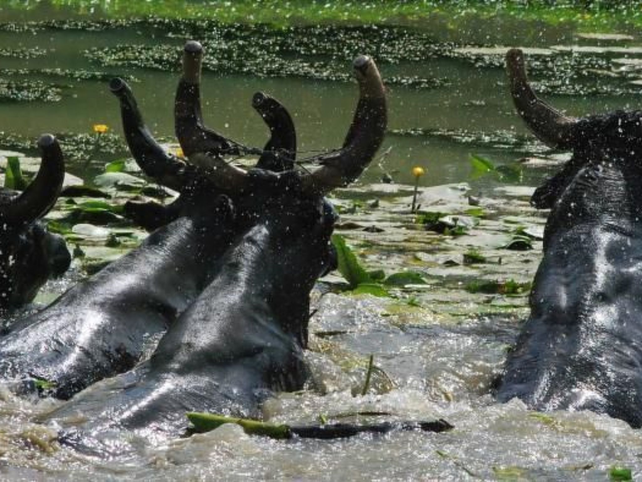 Luma-Haus in Arles-Binnen
