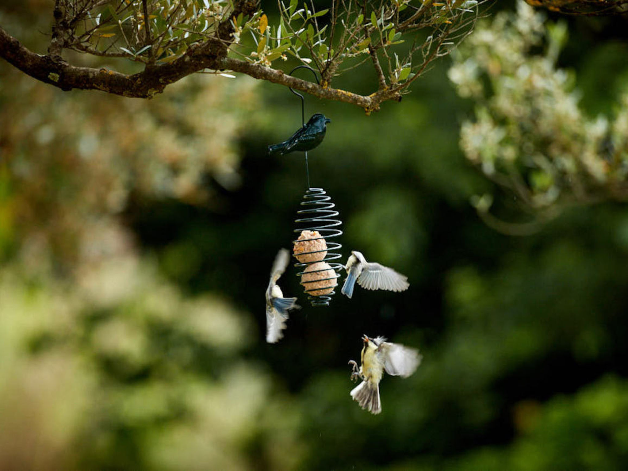 LA VOLIERE - Image-tags.info