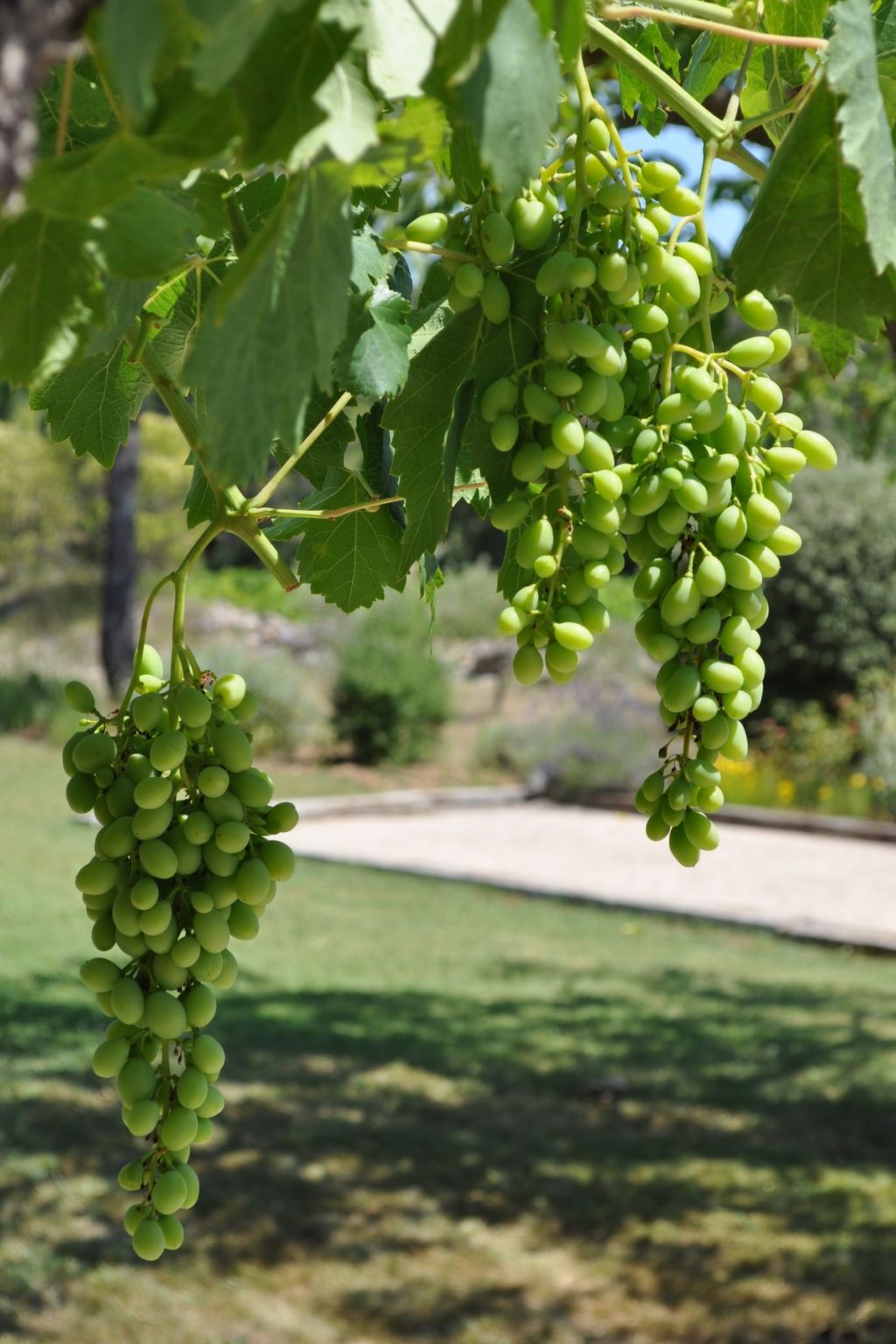LES 2 PALMIERS - Buiten
