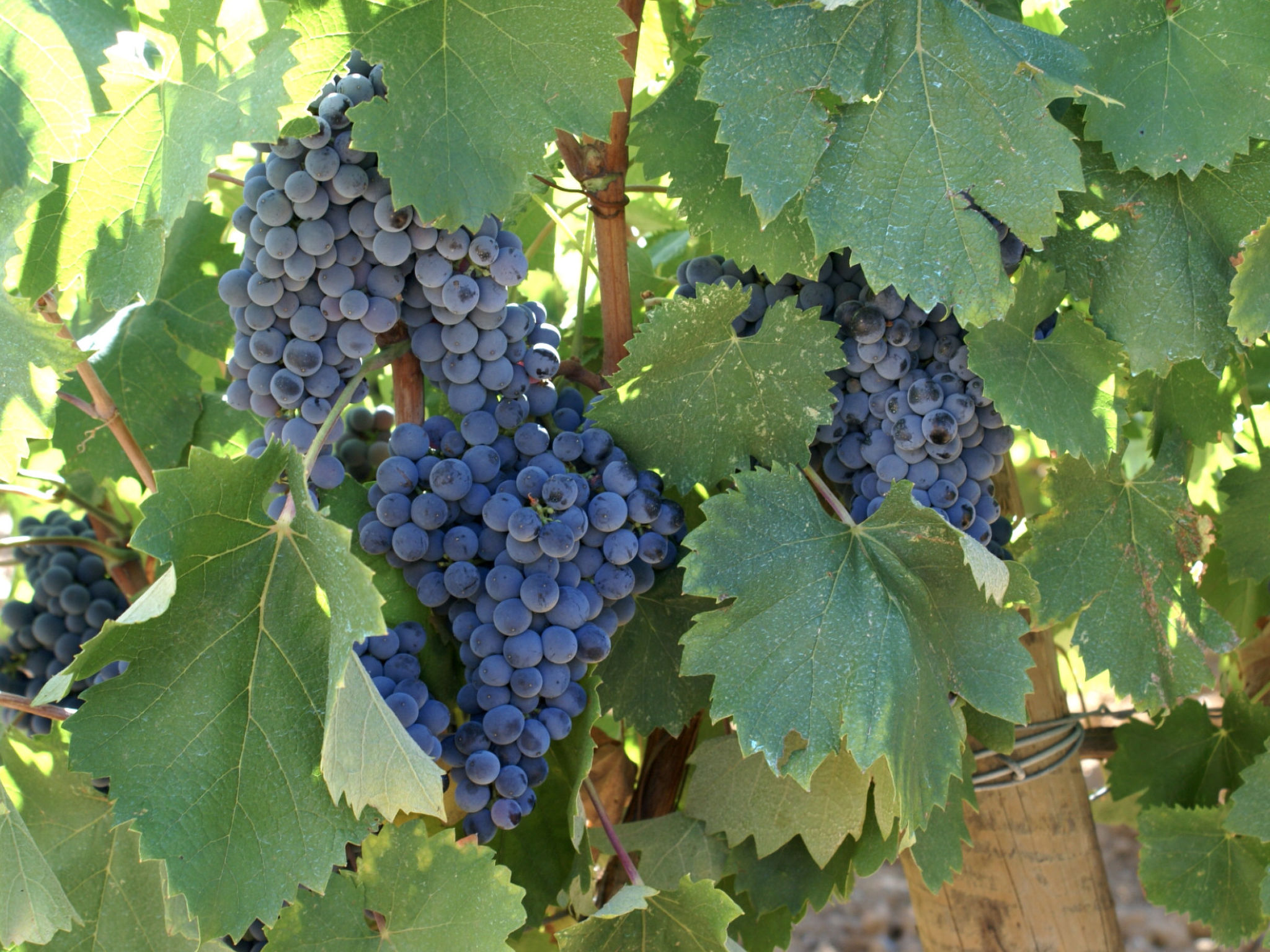 CLOS DES CHENES - Buiten