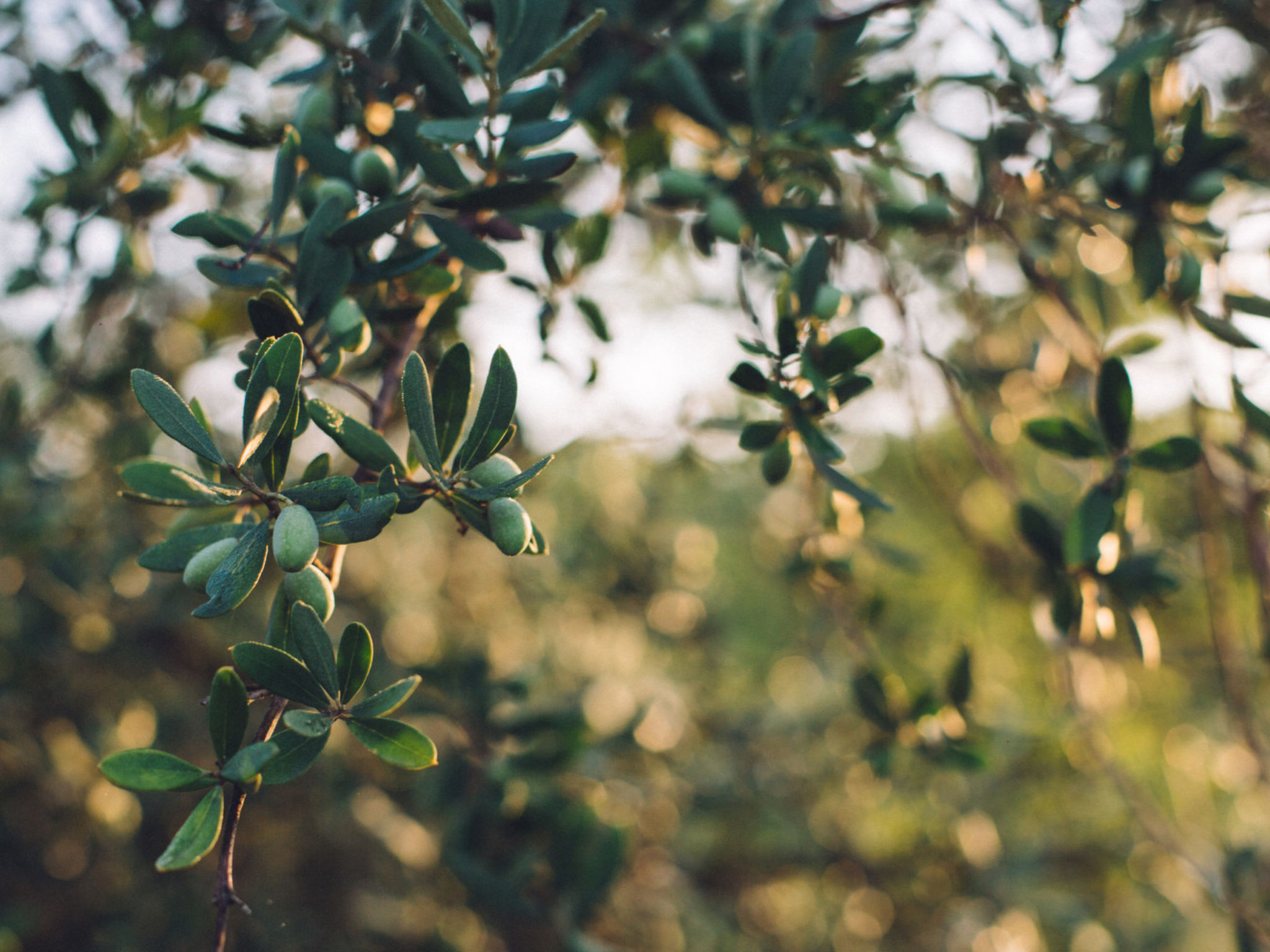 MAS DU PERIGOULIER - Buiten