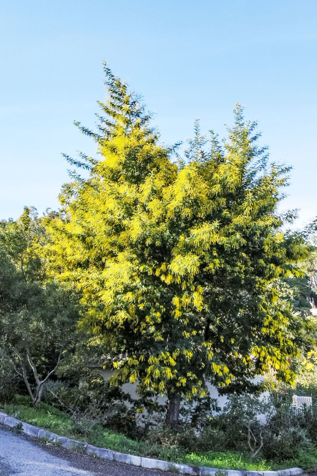 Cap Nègre : Domaine de la Pinède - Outside