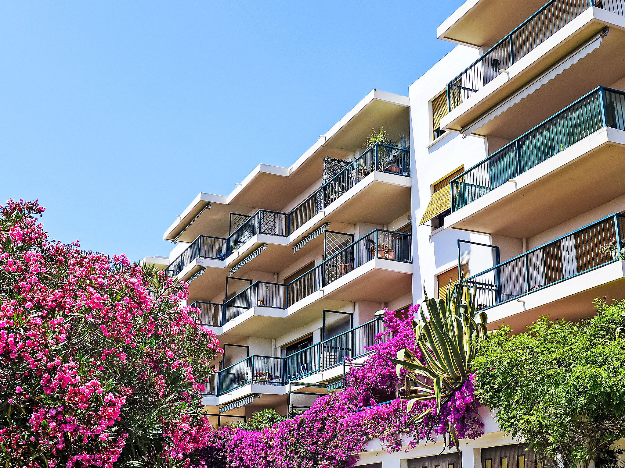 Photo of Les Mimosas