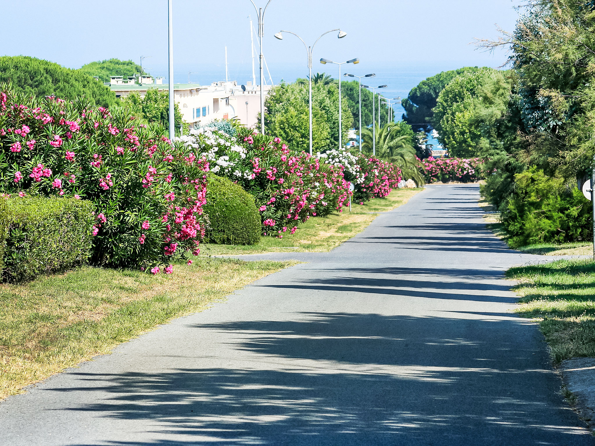 Photo of les Oiseaux