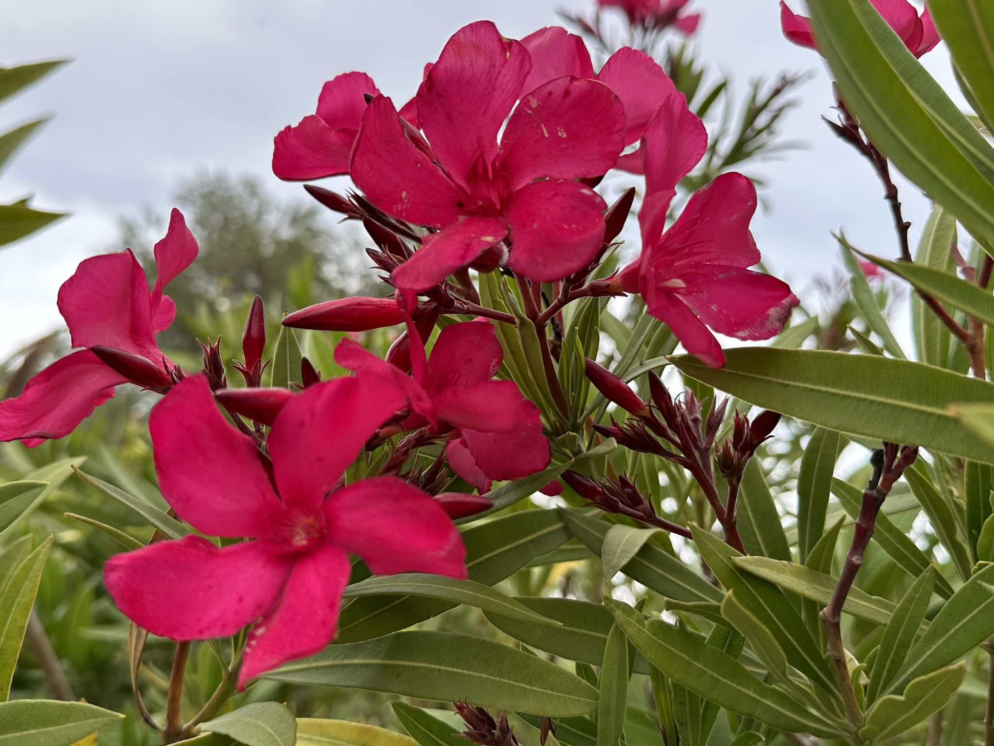 Les Pins Bleus-Binnen