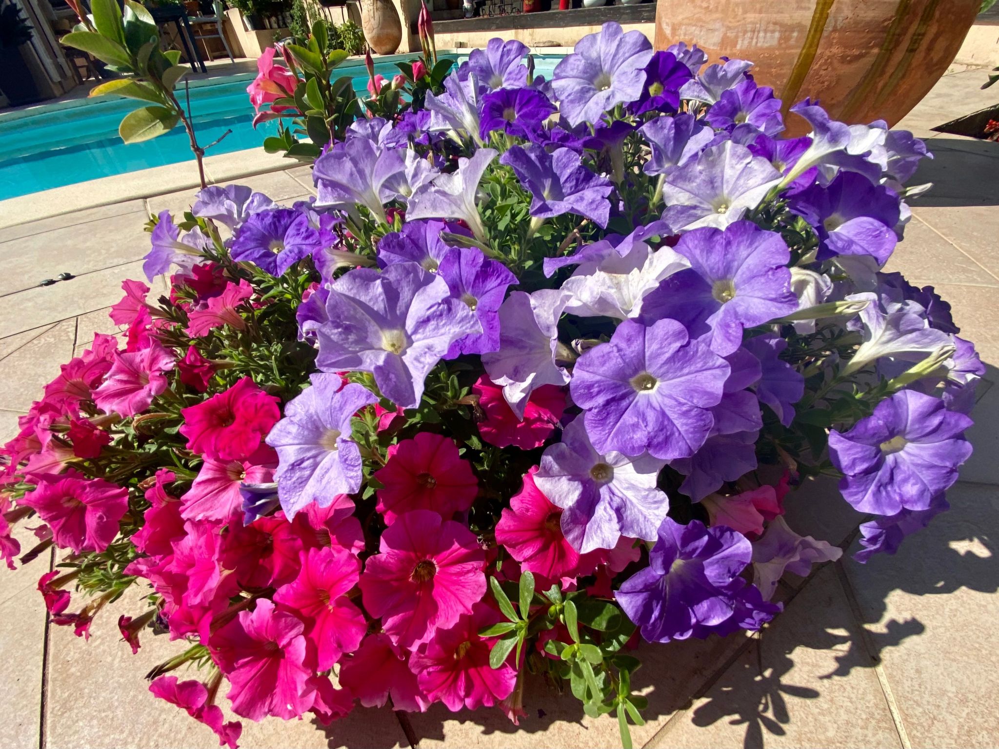 "Villa Cypangha"-Dehors