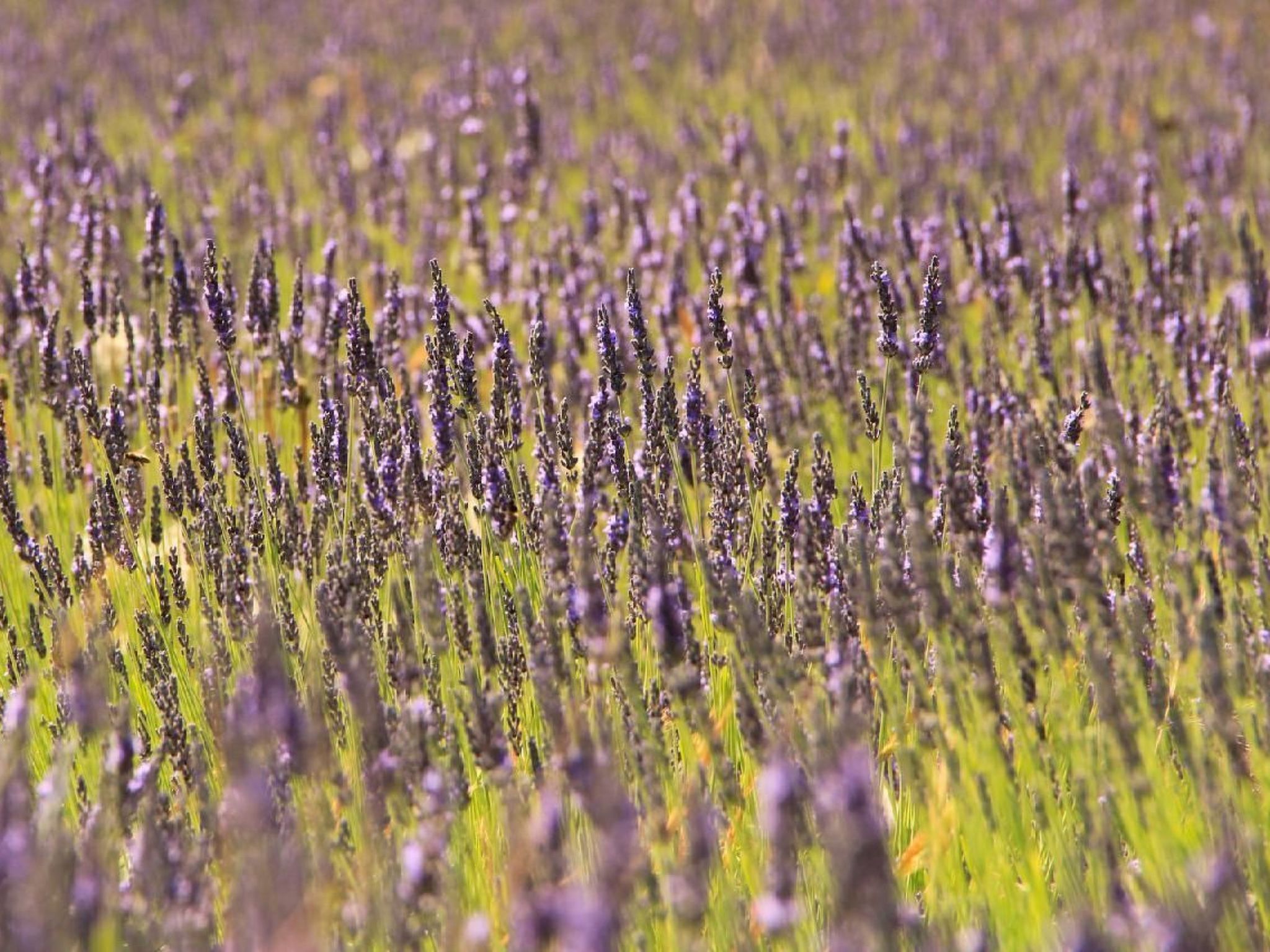 Charmante Villa mit Pool und Golfplatz-Binnen