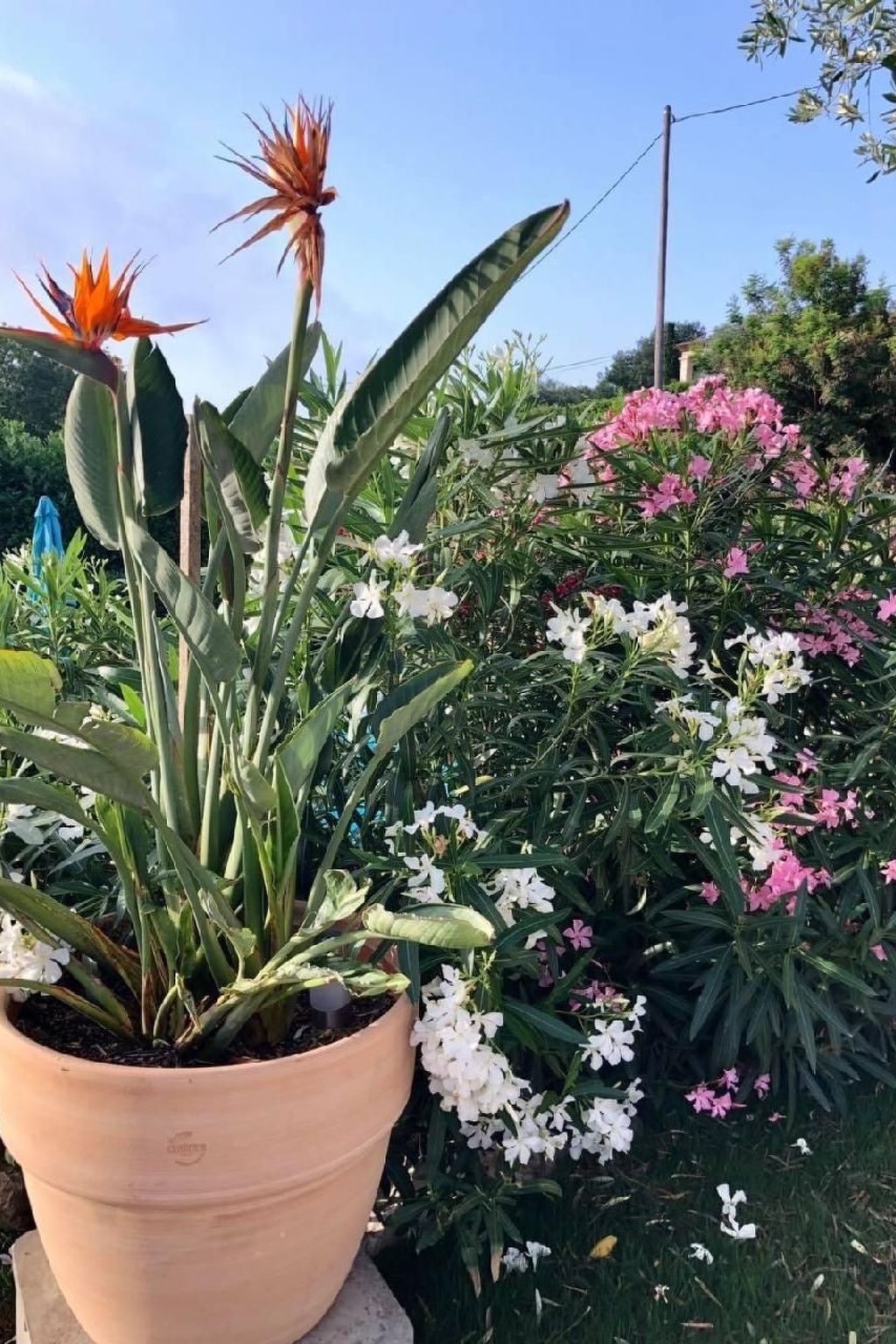 Côte d'Azur ganze Villa beheizter Pool Meerblick-Binnen