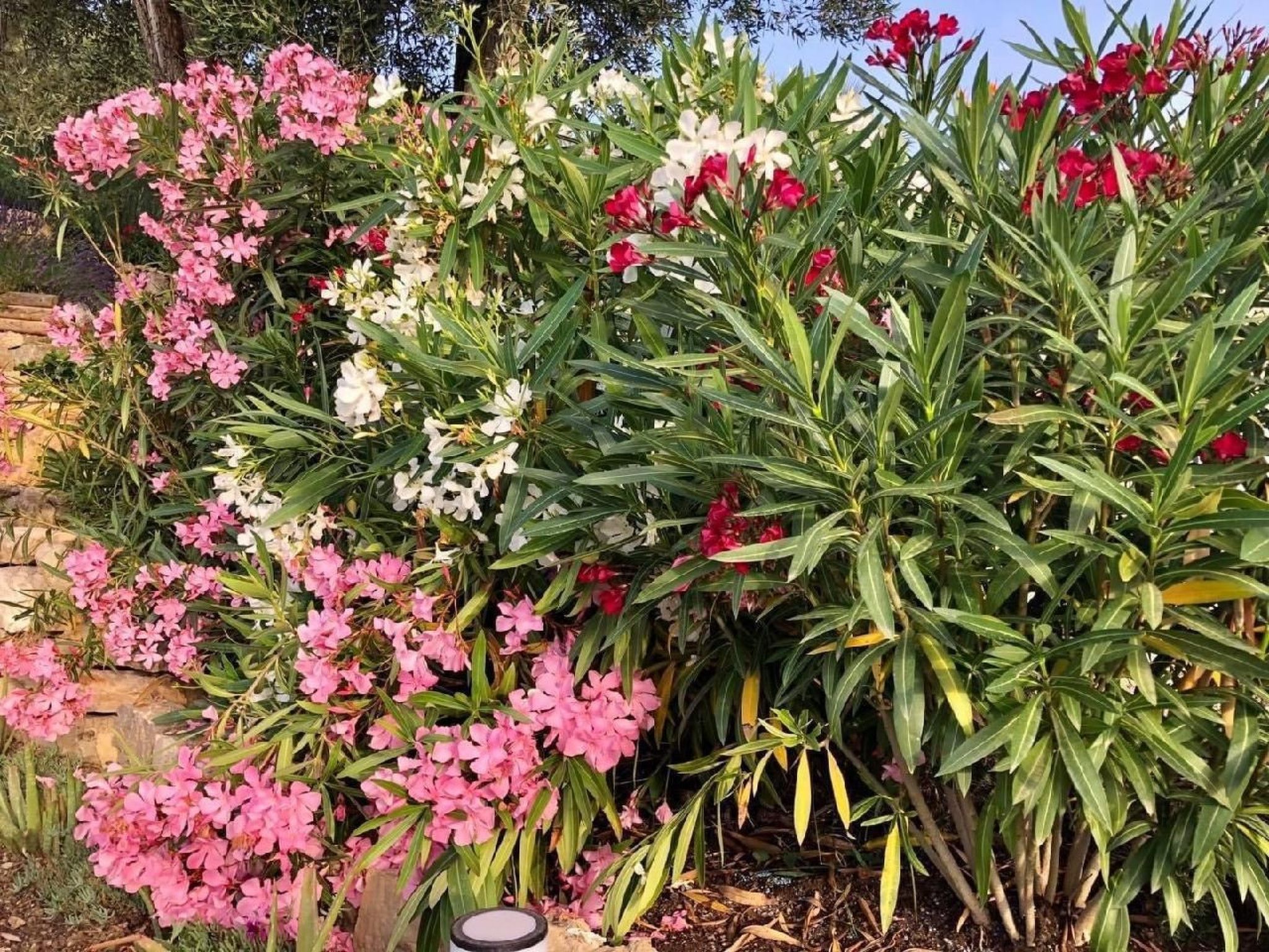 Côte d'Azur ganze Villa beheizter Pool Meerblick-Binnen