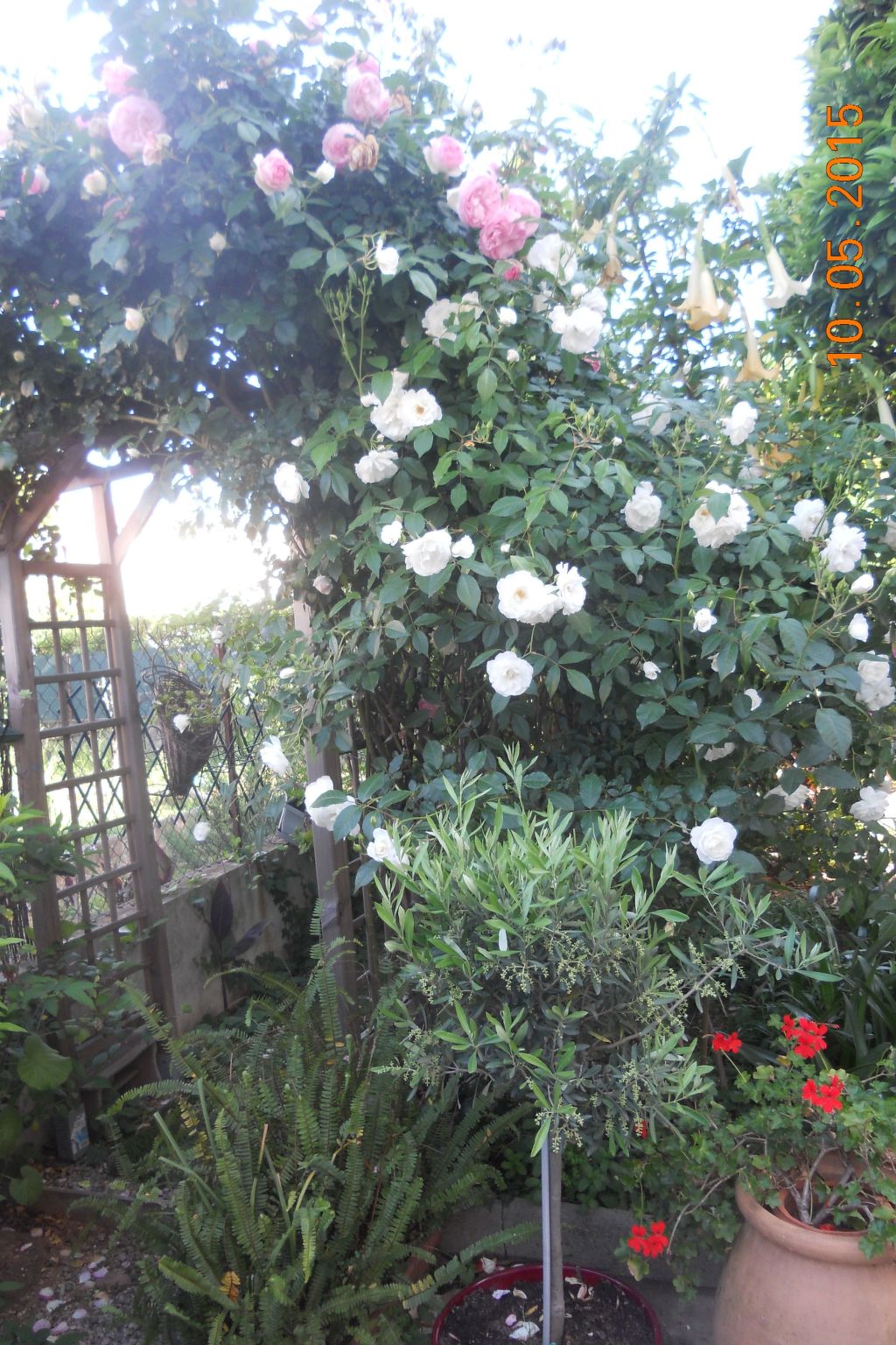 Wohnung "Les roses" auf einem eingemauerten Grundstück-Buiten