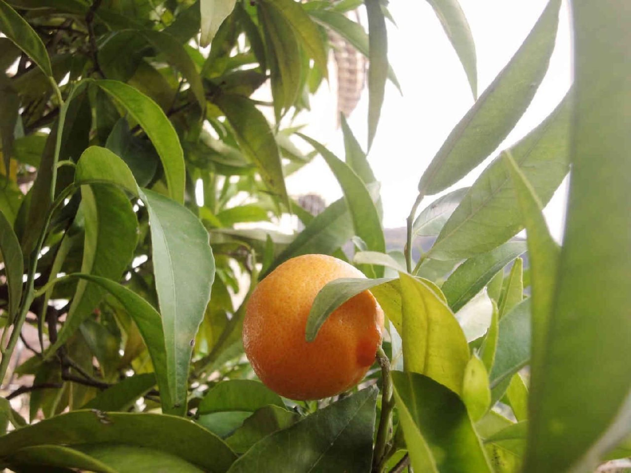 Locations-06 - Die Eugenie-Image-tags.info