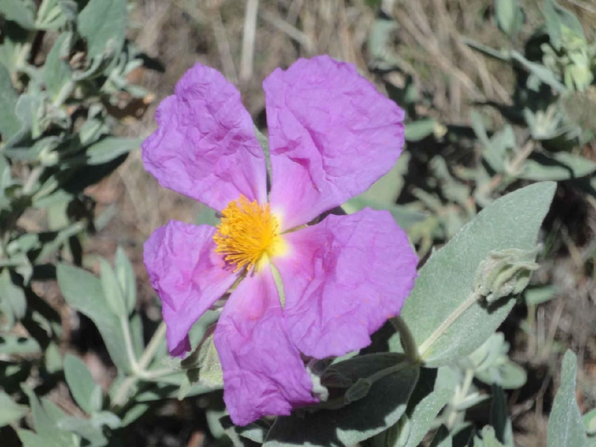 Locations-06 - Die Eugenie-Image-tags.info