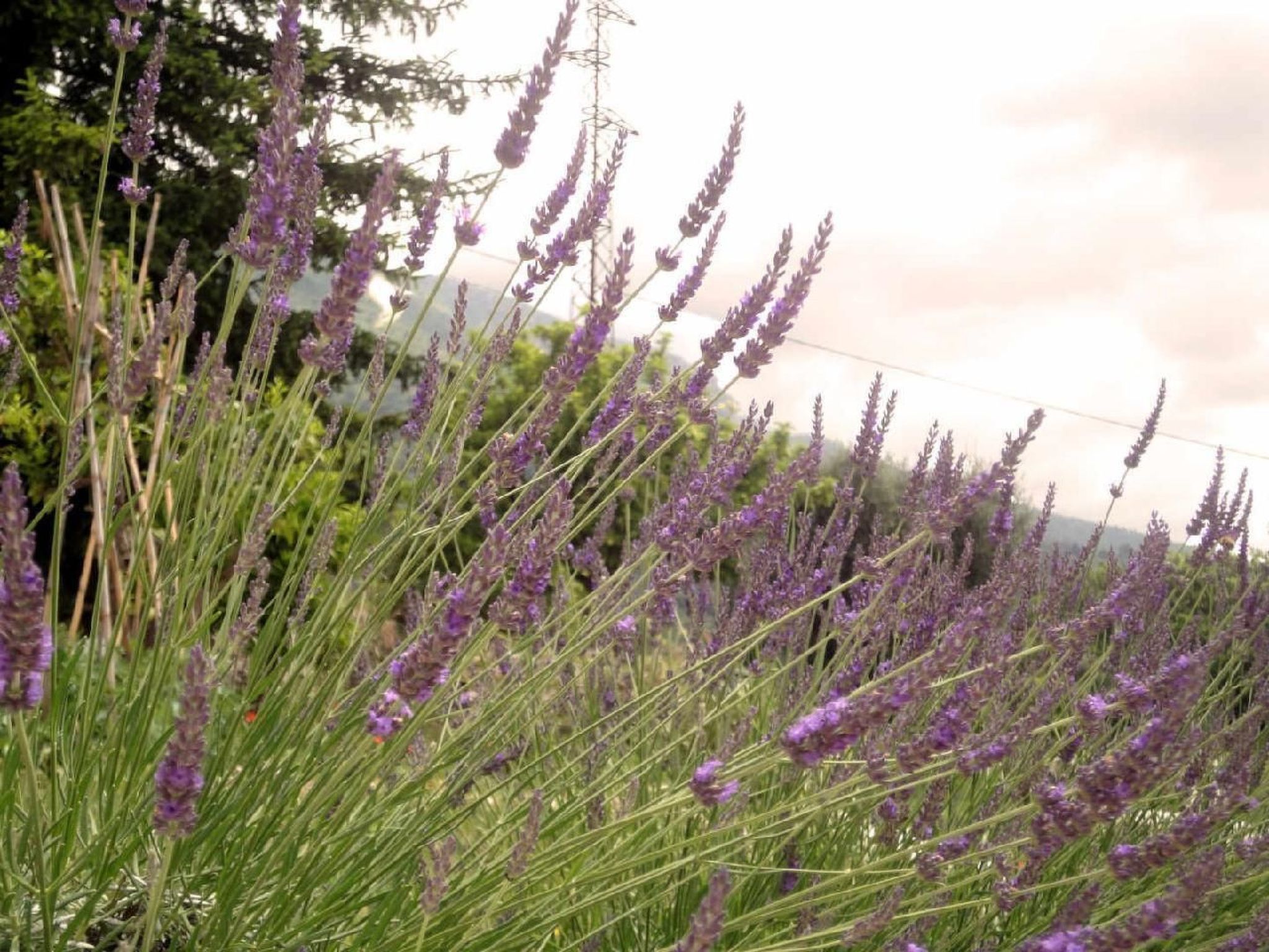 Locations-06 - Die Eugenie-Image-tags.info